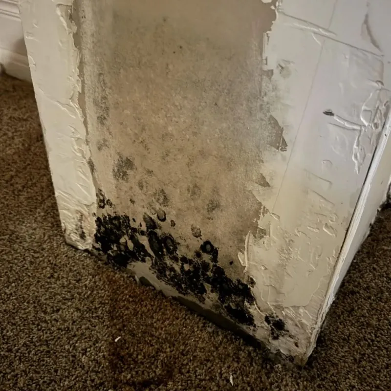 Professional Mold Removal in West Terre Haute, IN